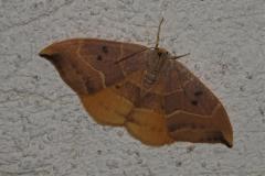 Hameçon, papillon, Drôme, mai 2025