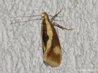 Harpella forficella
