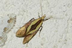 Harpella forficella, papillon, Drôme, juillet 2026