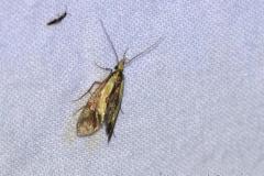 Harpella forficella, papillo, Drôme, août 2023