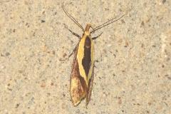 Harpella forficella, papillon, Drôme, juillet 2024