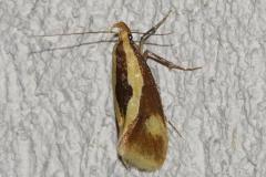 Harpella forficella, papillon, Drôme, juillet 2025
