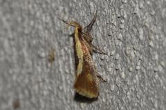 Harpella forficella, papillon, Drôme, juillet 2025