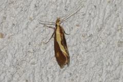 Harpella forficella, papillon, Drôme, juillet 2025