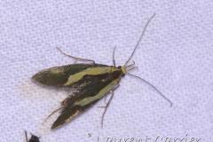 Harpella forficella, papillo, Drôme, août 2023