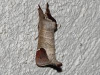 Hausse-Queue blanche