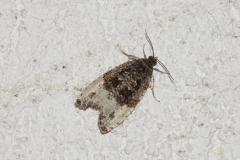 Hédyade du Prunellier, papillon, Drôme, mai 2026