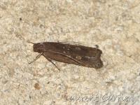 Helcystogramma triannulella