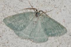 Hémithée du Genêt, papillon, Drôme,  juillet 2025