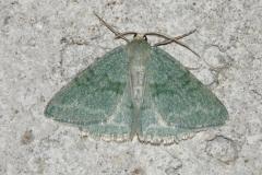 Hémithée du Genêt, papillon, Drôme,  juin 2025