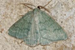 Hémithée du Genêt, papillon, Drôme,  juin 2026