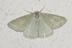 Hémithée du Genêt, papillon, Drôme,  juin 2025