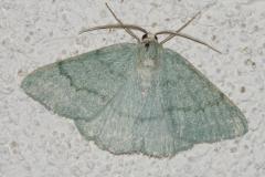 Hémithée du Genêt, papillon, Drôme,  juin 2025