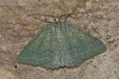 Hémithée printanière, papillon, Drôme, juin 2025