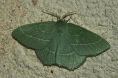 Hémithée printanière, papillon, Drôme, juin 2025