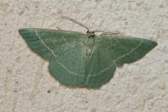 Herbacée, papillon, Drôme, juillet 2025