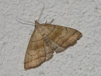 Herminie de la Ronce