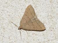 Herminie de la Vigne-blanche