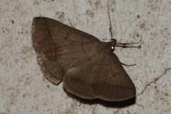 Herminie plumeusee, papillon, Drôme, août 2025