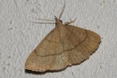 Herminie Dérivée, papillon, Drôme, juin 2025