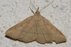 Herminie Dérivée, papillon, Drôme, juillet 2025