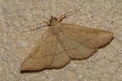 Herminie Dérivée, papillon, Drôme, juillet 2025