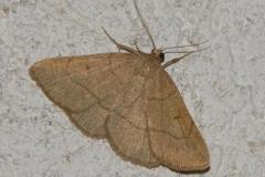 Herminie Dérivée, papillon, Drôme, juin 2025