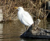 Héron garde-boeufs, Camargue, février 2019