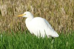 Héron garde-boeufs, Delta de l'Ebre, décembre 2025