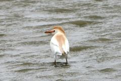 Héron garde-boeufs, Camargue, avril 2025