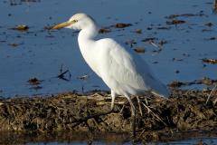 Héron garde-boeufs, Delta de l'Ebre, décembre 2023