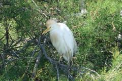 Héron garde-boeufs, Camargue, mai 2025