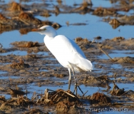 Héron garde-boeufs, Delta de l'Ebre, décembre 2017
