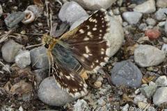 Hespérie des Sanguisorbes, papillon, Drôme, juillet 2023