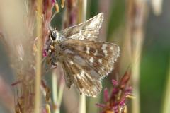 Hespérie des Sanguisorbes, papillon, Drôme, août 2025