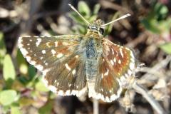 Hespérie des Sanguisorbes, papillon, Drôme, août 2025