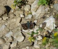 Hespérie des Sanguisorbes, papillon, Drôme, mai 2021