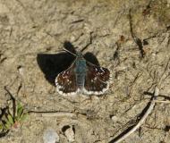 Hespérie des Sanguisorbes, papillon, Drôme, mai 2021