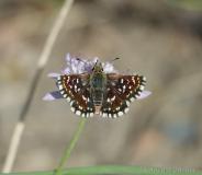 Hespérie des Sanguisorbes, papillon, Drôme, septembre 2019