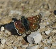 Hespérie des Sanguisorbes, papillon, Drôme, mai 2019