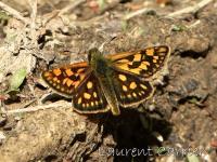 Hesperiidae