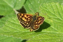 Hespérie échiquier ,  papillon Drôme, mai 2025