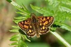 Hespérie échiquier ,  papillon Drôme, mai 2025