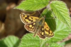 Hespérie échiquier ,  papillon , Drôme, mai 2026
