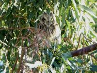Hibou des marais