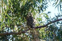 Hibou des marais, Delta de l'Ebre, décembre 2022