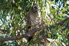 Hibou des marais, Delta de l'Ebre, décembre 2022