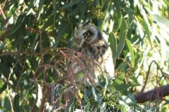 Hibou des marais, Delta de l'Ebre, décembre 2022