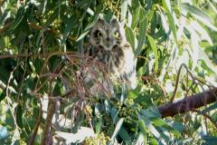 Hibou des marais, Delta de l'Ebre, décembre 2022