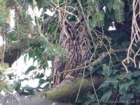 Hibou moyen-duc